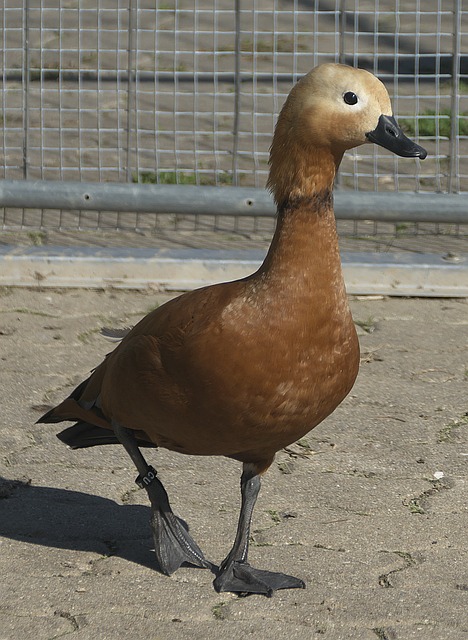 这种战术基