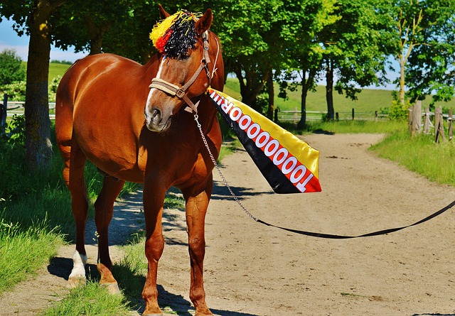 貝利留言道 貝利留言道
